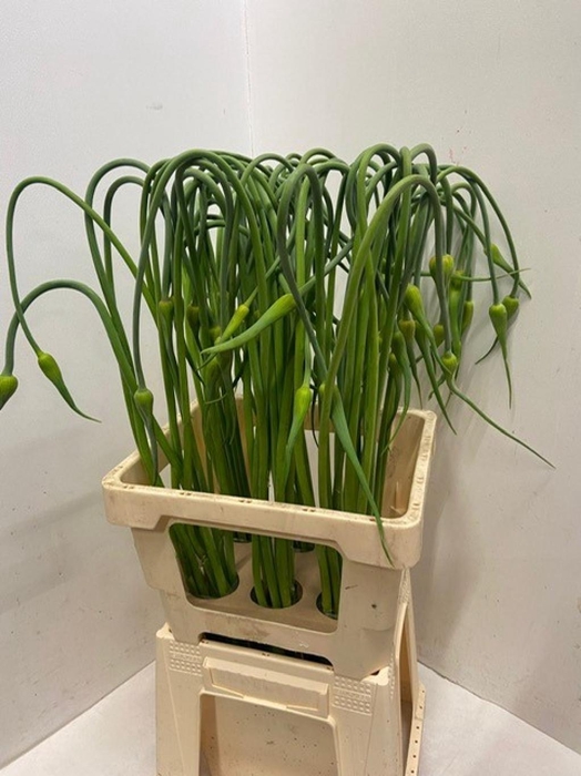 <h4>ALLIUM SAT OPHIOSCO</h4>
