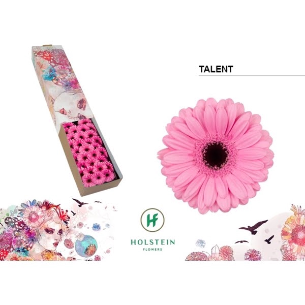 Ge Mi Talent Box