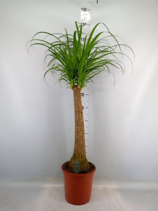 <h4>Beaucarnea recurvata</h4>