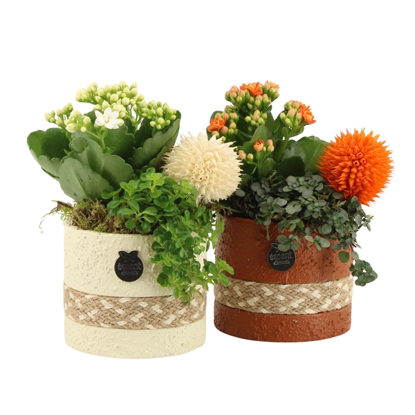 <h4>41552: Treasure time arrangement</h4>