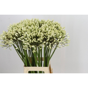Agapanthus Barcelona