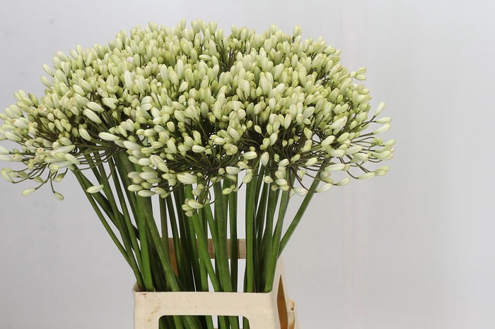 <h4>Agapanthus Barcelona</h4>