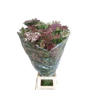 DAUCUS CAROTA DARA
