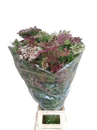 <h4>DAUCUS CAROTA DARA</h4>