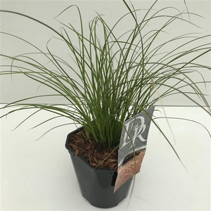 Graminées Carex 'Prairy Fire'