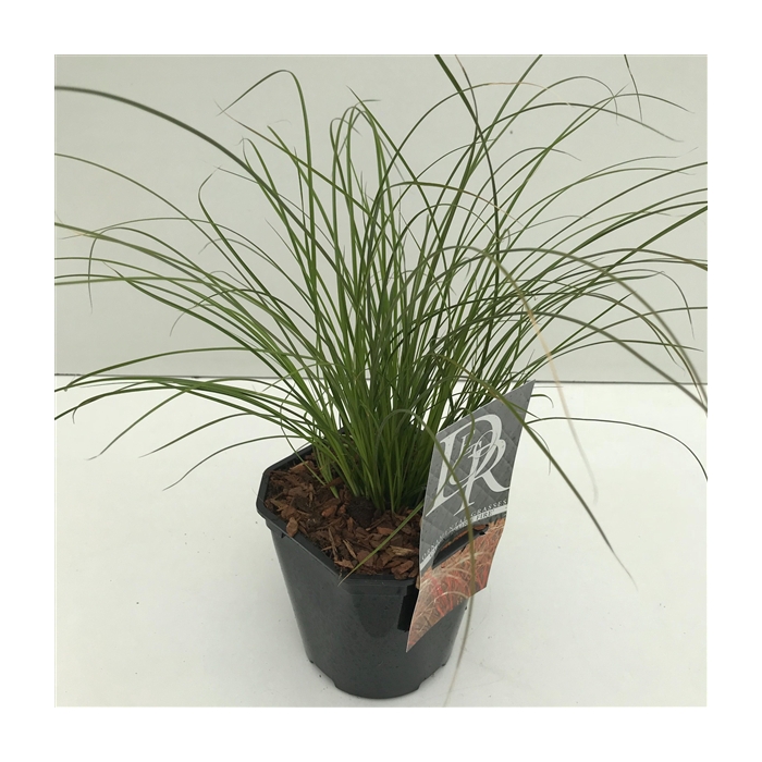 <h4>Carex 'Prairy Fire'</h4>