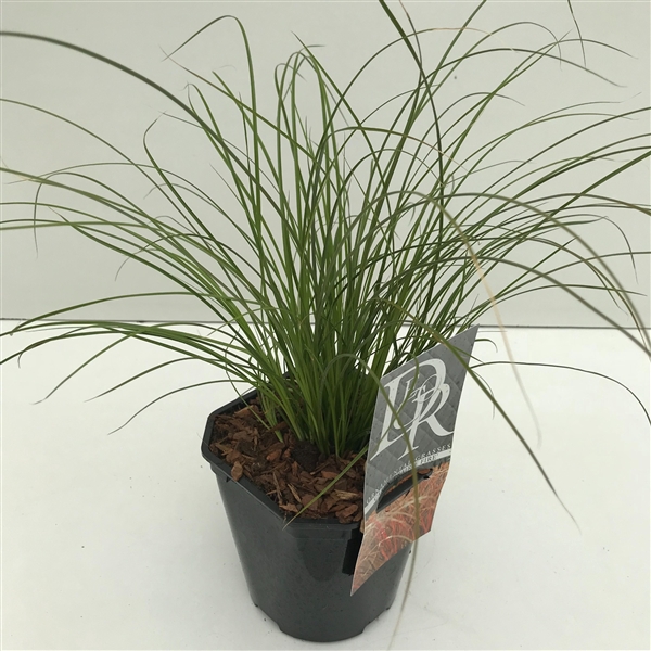 <h4>Carex 'Prairy Fire'</h4>