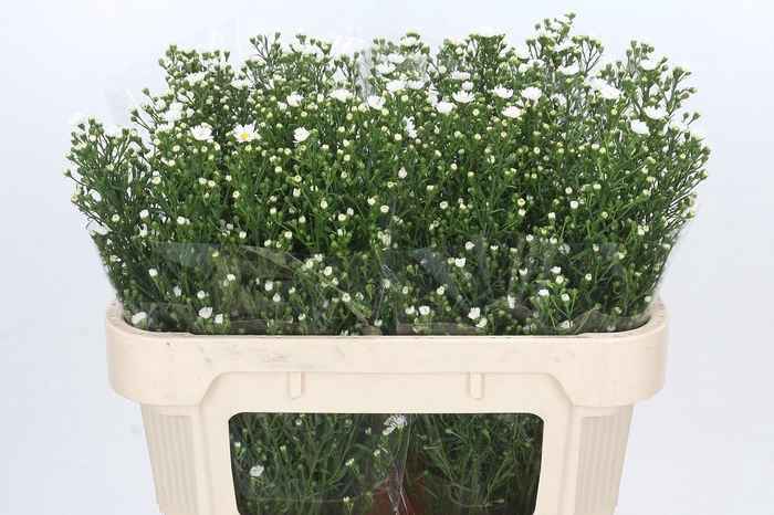 <h4>Aster Paquita</h4>