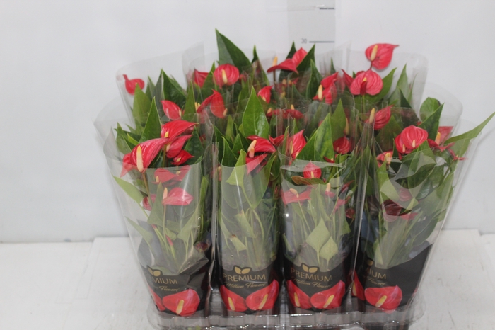 <h4>ANTHURIUM MINI MILLION FLOWERS P09</h4>