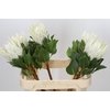 Protea Cyn. Ayoba Arctic Ice