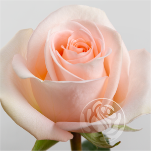 R GR TIFFANY Welyflor