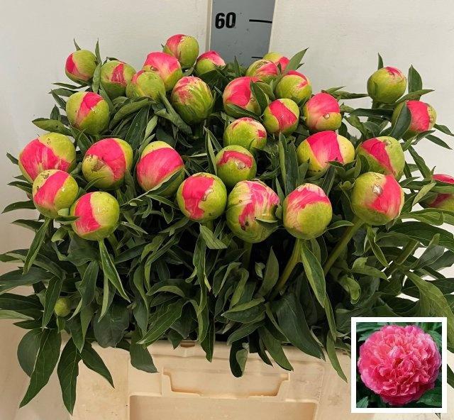 <h4>PAEO CORAL SUNSET</h4>