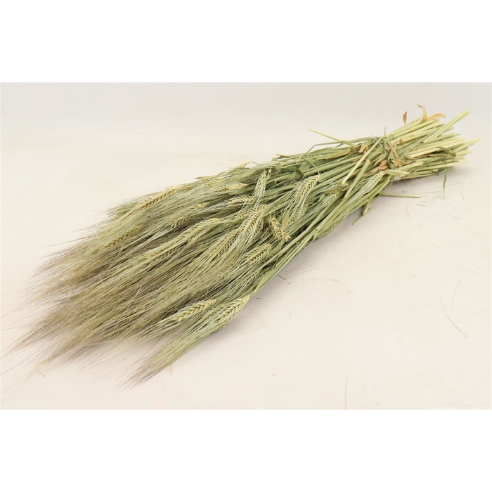 <h4>Bunch Hordeum 200g L65</h4>