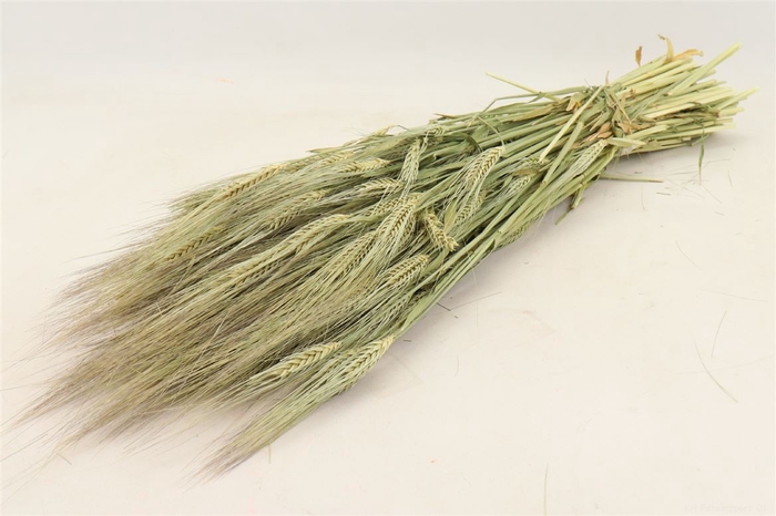 <h4>Bunch Hordeum Slv 200g L65D30</h4>