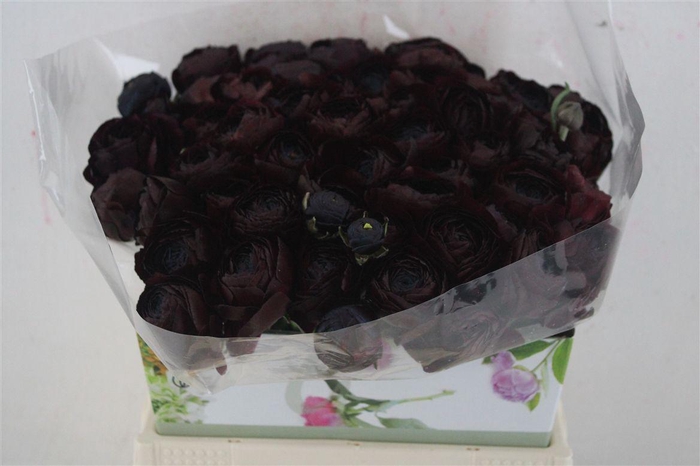 <h4>Ran Cloni 1 Nerone</h4>