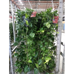 Epipremnum pinn. 'Global Green'