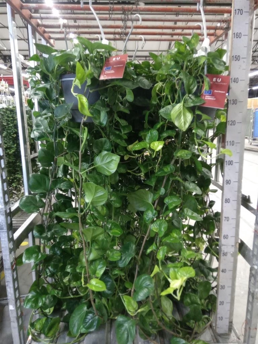 <h4>Epipremnum pinn. 'Global Green'</h4>
