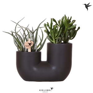 Kolibri Greens Succulenten mix in Tube pot black