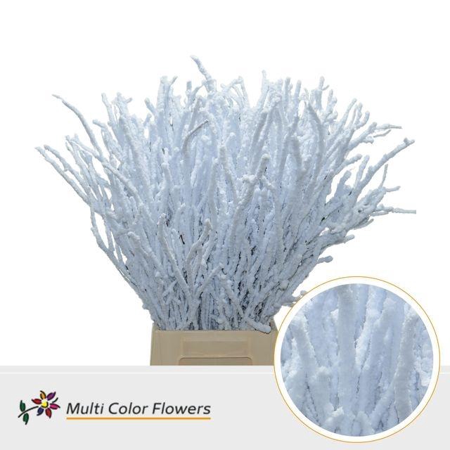 <h4>BETULA OV KLB H% stock</h4>