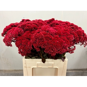 SEDUM KLB H%