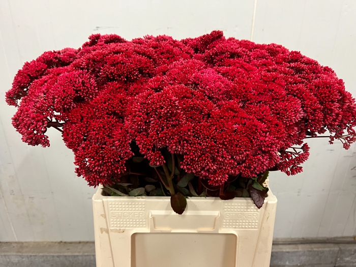 SEDUM KLB H%