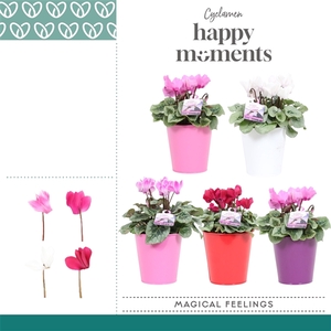 Cyclaam Magical Feelings in ompot Zara