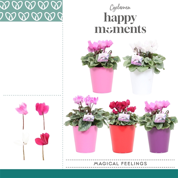 <h4>Cyclaam Magical Feelings in ompot Zara</h4>