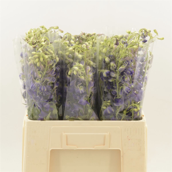 <h4>Delphinium Enkel Deldonna Purple</h4>