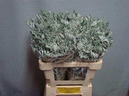 <h4>Jacobaea Maritima</h4>