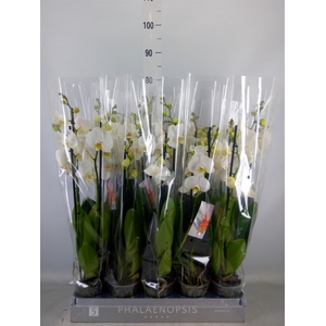Phalaenopsis   ...white