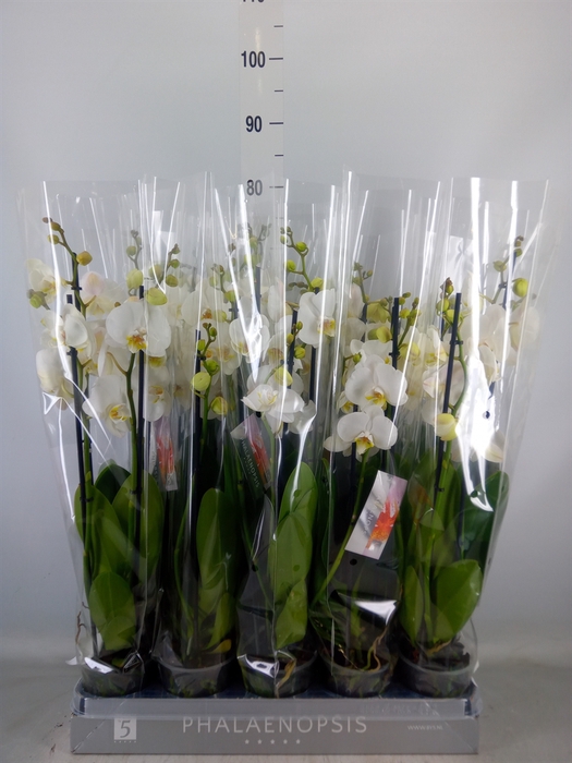 <h4>Phalaenopsis   ...white</h4>