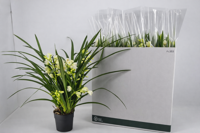 <h4>CYMB OVERIG</h4>