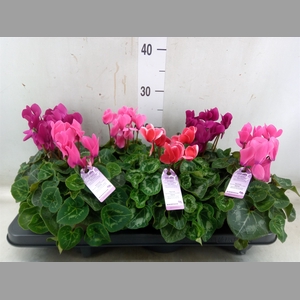 Cyclamen MD 'Macro'