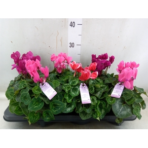 Cyclamen MD 'Macro'