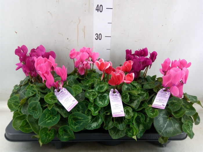<h4>Cyclamen MD 'Macro'</h4>
