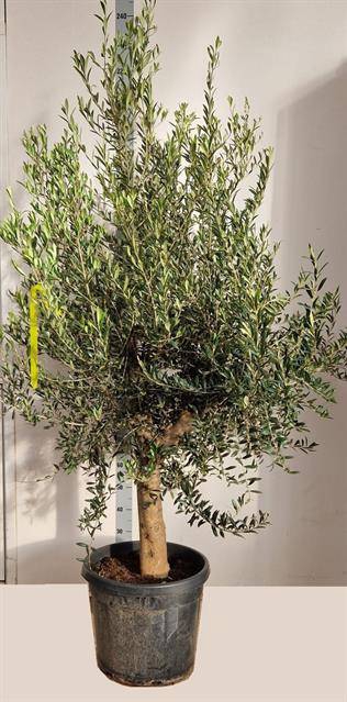 <h4>OLEA EUROPAEA</h4>