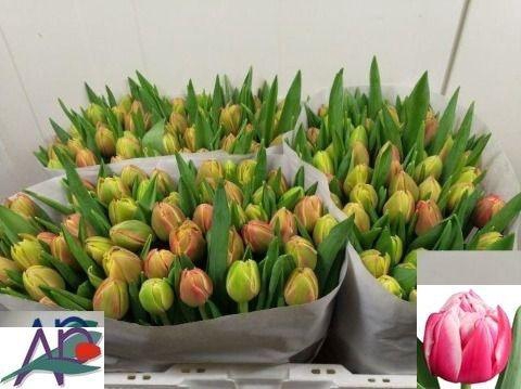 <h4>TU DU COLUMBUS</h4>