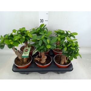 Ficus microcarpa 'Ginseng'
