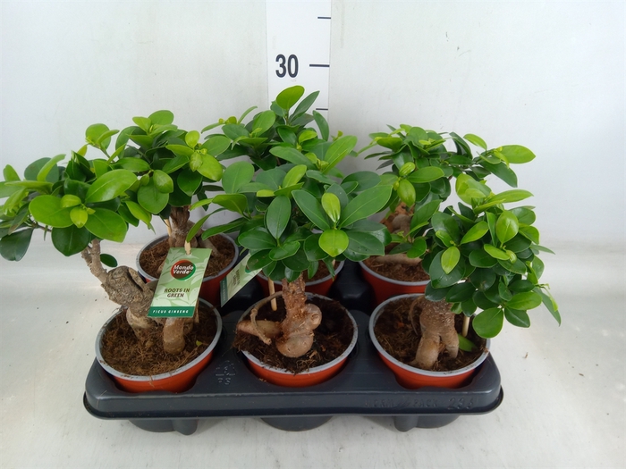 <h4>Ficus microcarpa 'Ginseng'</h4>
