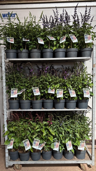 <h4>SALVIA SALGOON GEM</h4>