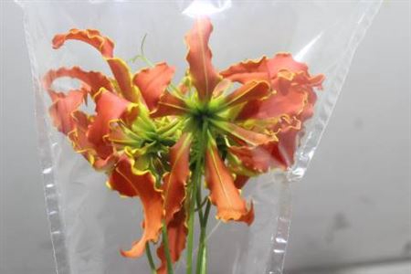 <h4>Gloriosa Exot Orange</h4>