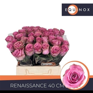 R GR RENAISSANCE