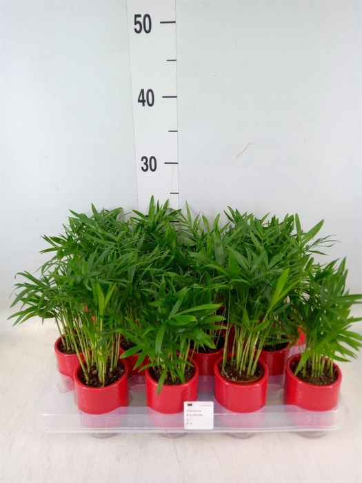 <h4>Chamaedorea elegans</h4>