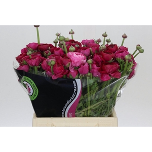 Ranunculus Charm Cerise