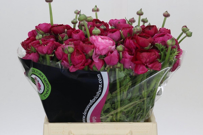 <h4>Ranunculus Charm Cerise</h4>