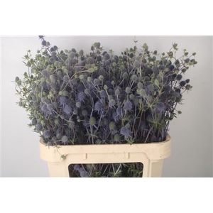 Eryngium Raspberry Dream