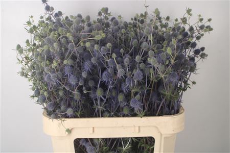 <h4>Eryngium Raspberry Dream</h4>