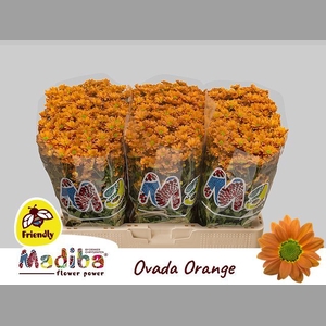 CHR S MAD OVADA ORAN