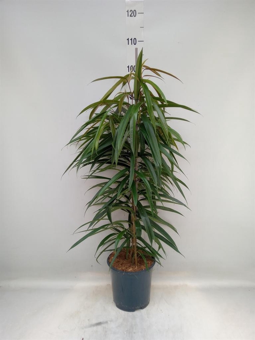 <h4>Ficus binn. 'Alii'</h4>