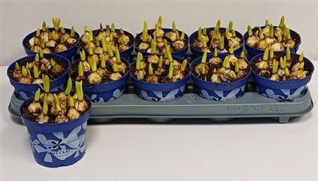 <h4>Muscar Armeniacum</h4>